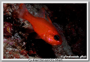 A goldfish has escaped from the aquarium?
(Apogon imberbis) by Ferdinando Meli 